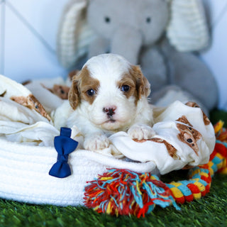 Nolan - Available 2/26