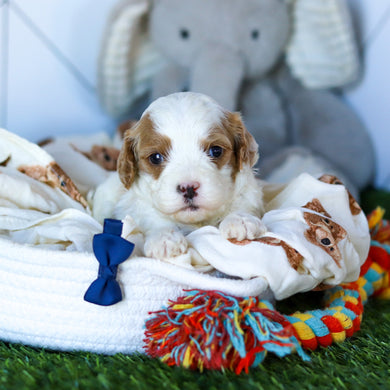 Nolan - Available 2/26