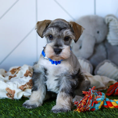 Colson - Available 2/19