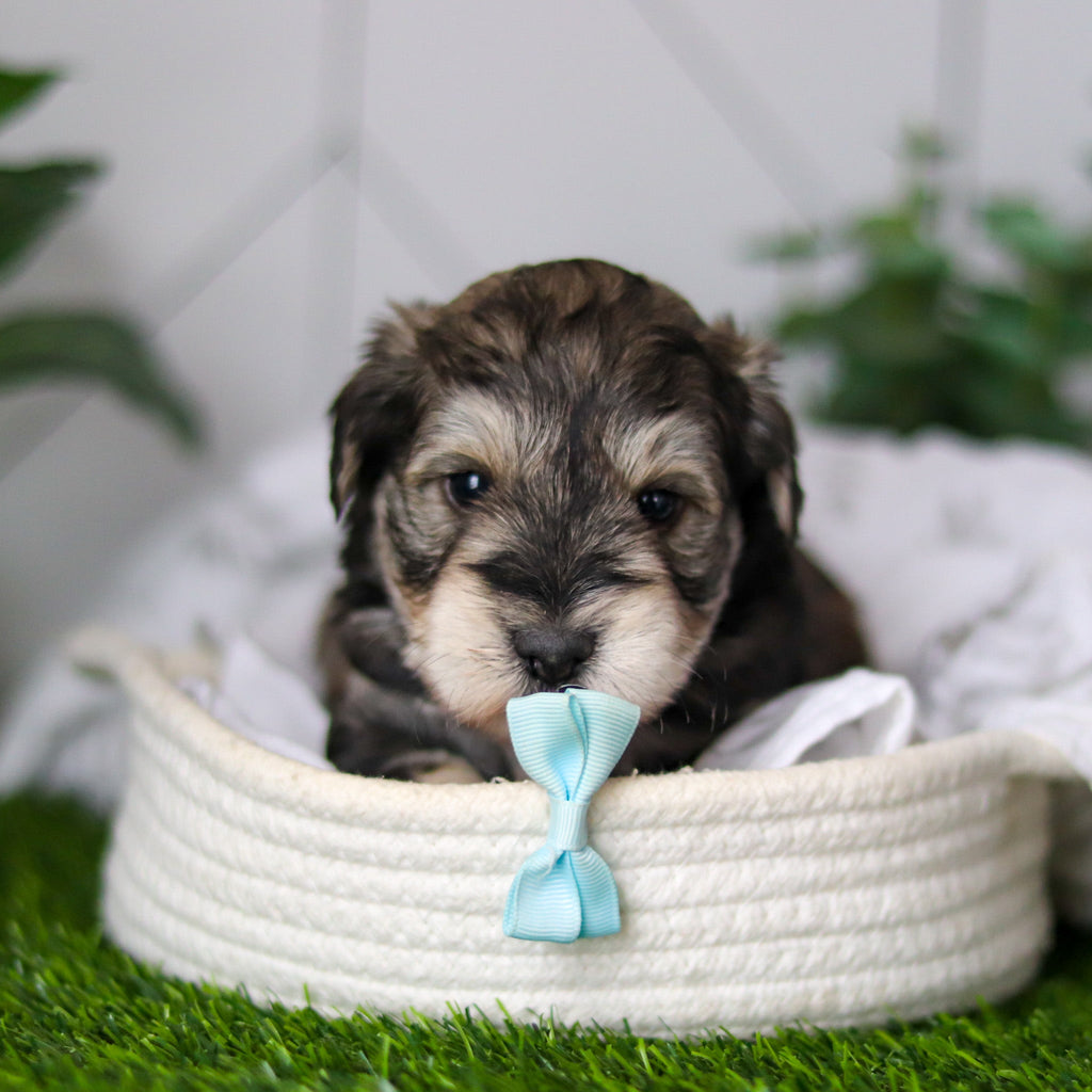 Colson - Available 2/18