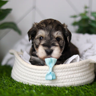 Colson - Available 2/18