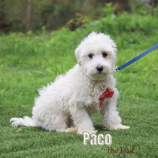 Lorena - Available 12/31