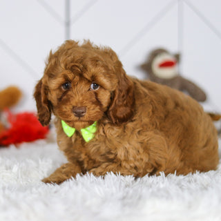 Eddie - Available 5/7
