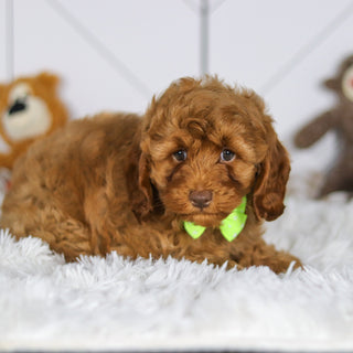 Eddie - Available 5/7