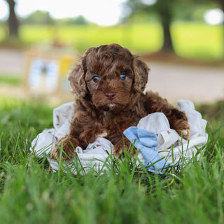 Petey - Available Now
