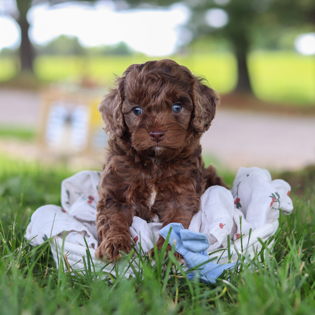 Petey - Available Now