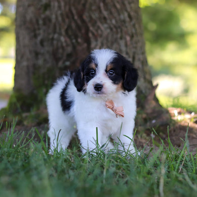 Hank - Available 7/9