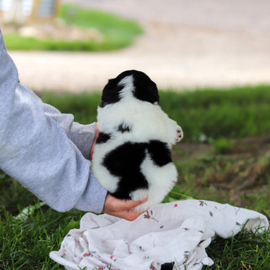 Hank - Available 7/9