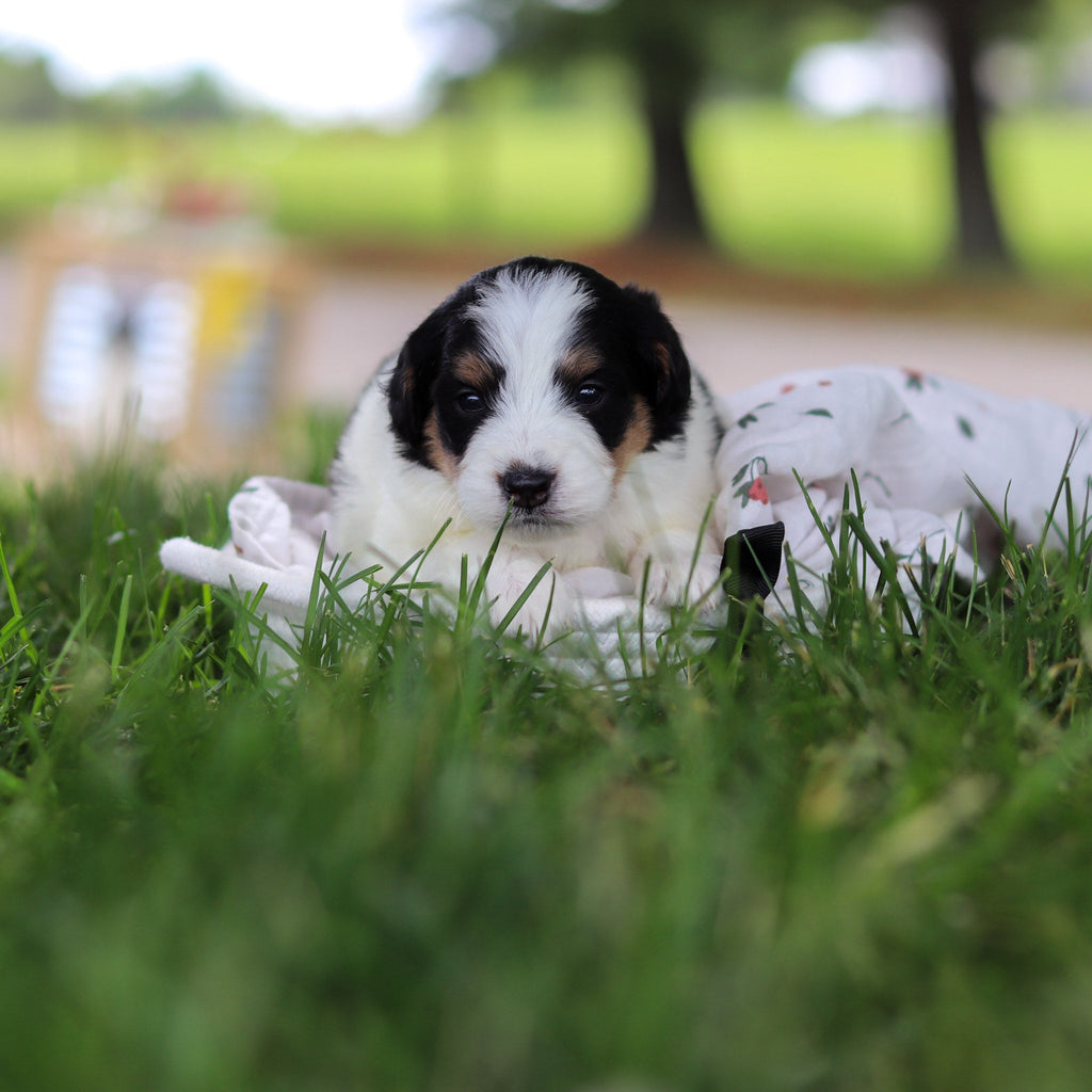 Hank - Available 7/9