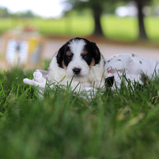 Hank - Available 7/9
