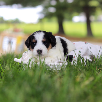 Hank - Available 7/9
