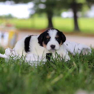 Hank - Available 7/9