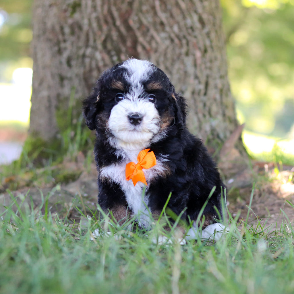 Harrison - Available 7/9