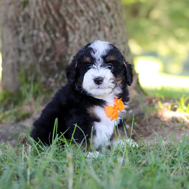 Harrison - Available 7/9