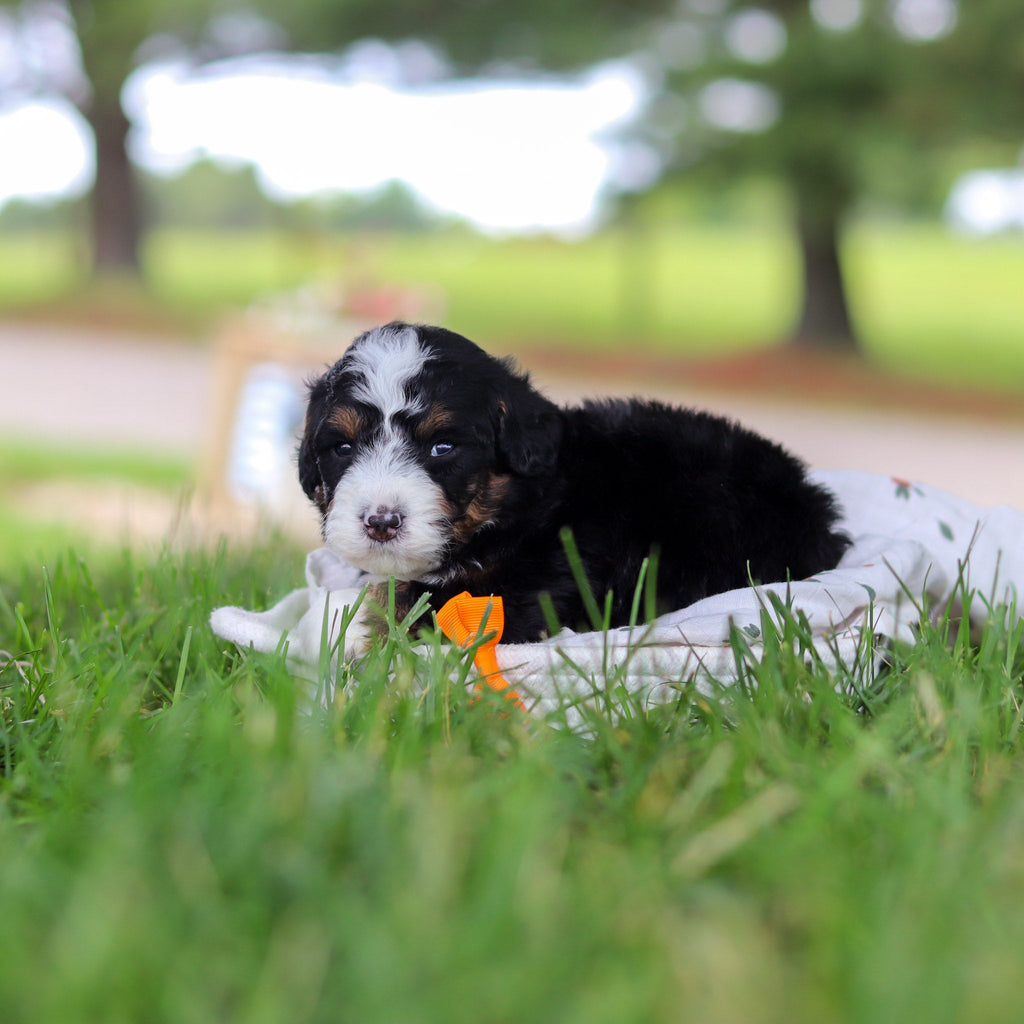 Harrison - Available 7/9
