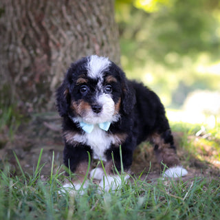 Harvey - Available 7/9