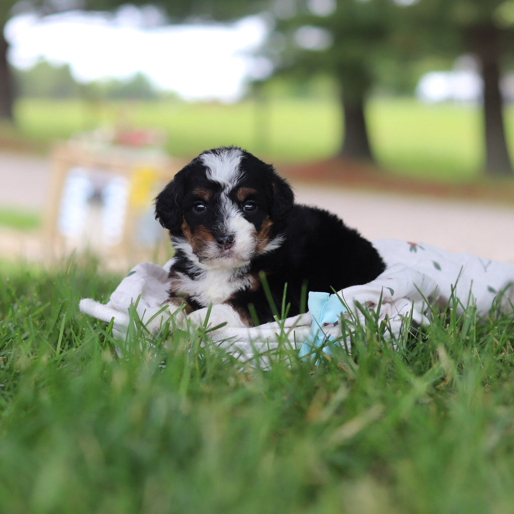 Harvey - Available 7/9