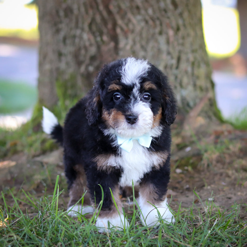 Harvey - Available 7/9
