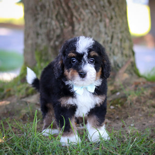 Harvey - Available 7/9