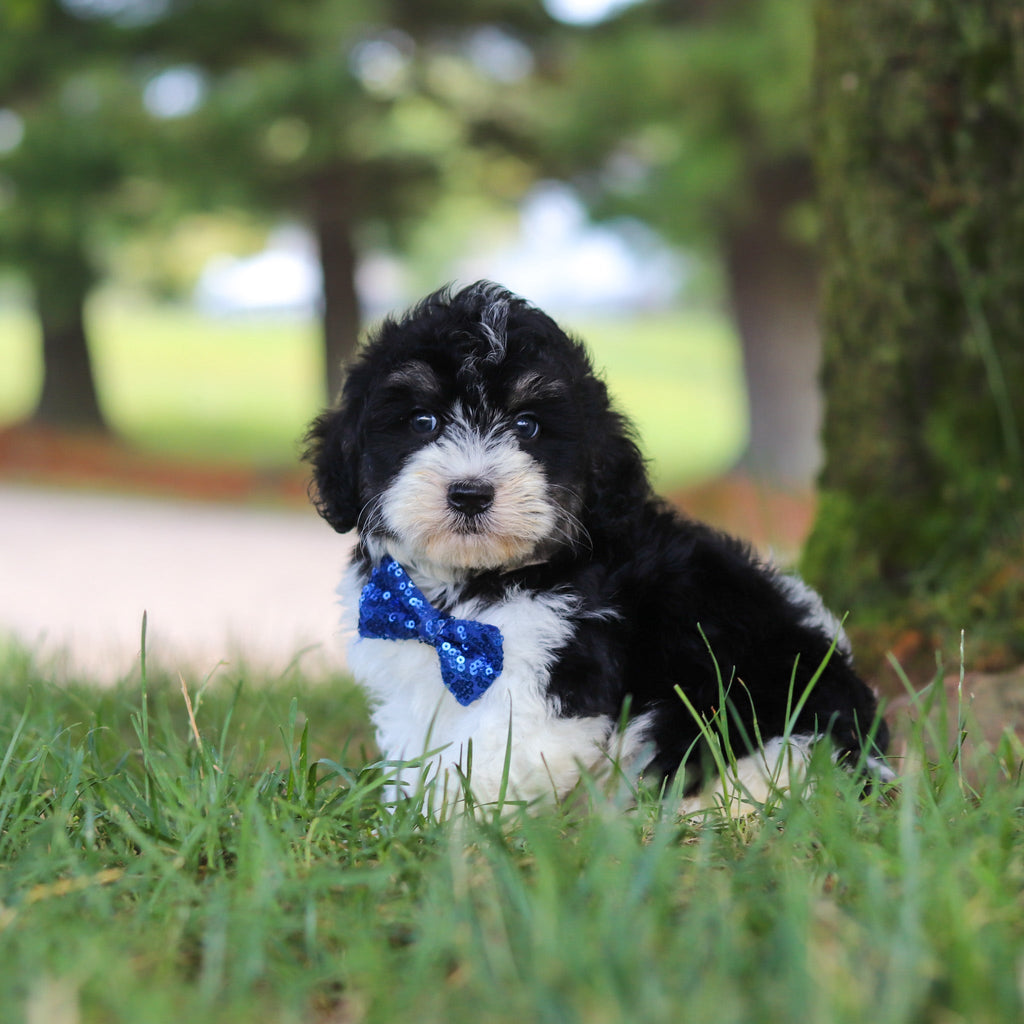 Tango - Available 7/16