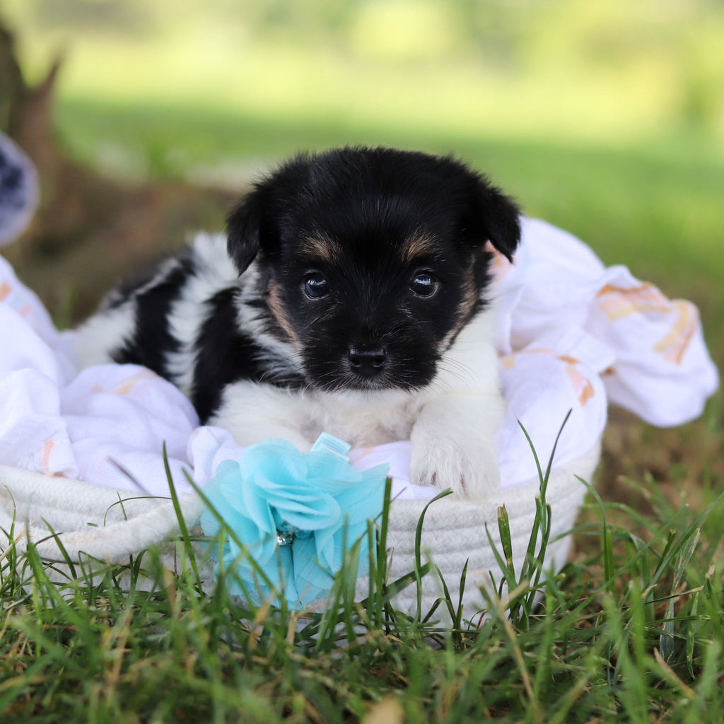Stanley - Available 7/16