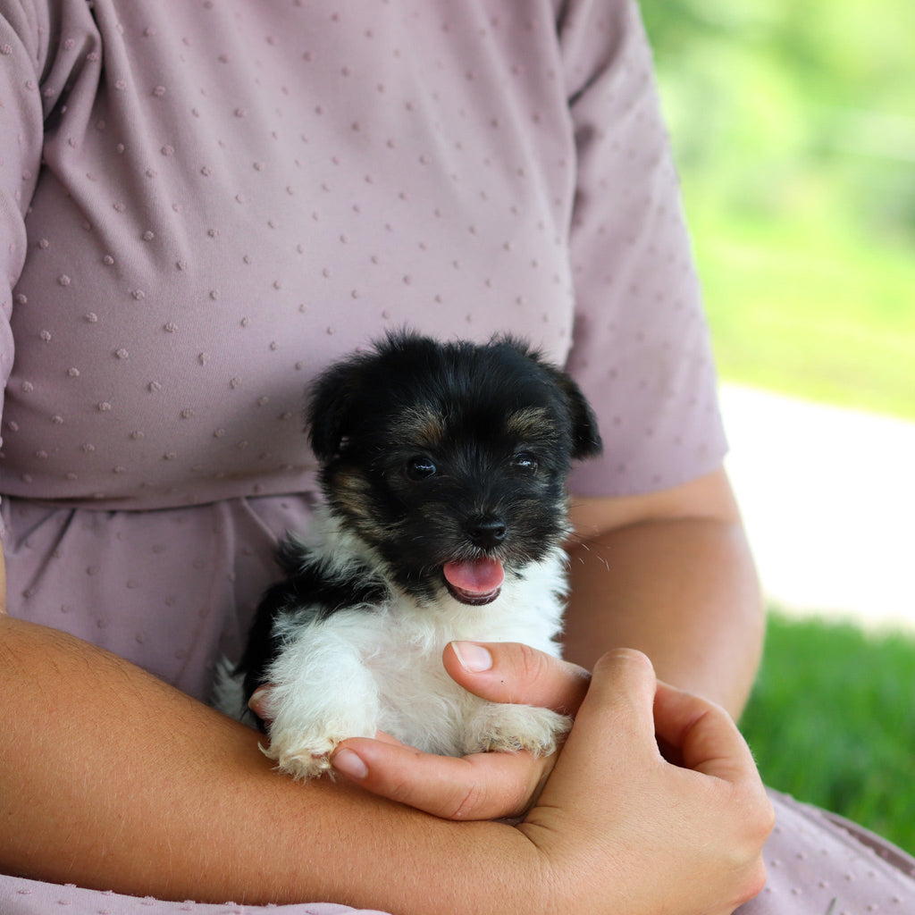 Stanley - Available 7/16