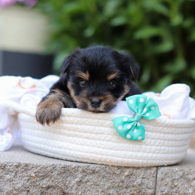 Smokey - Available 7/16