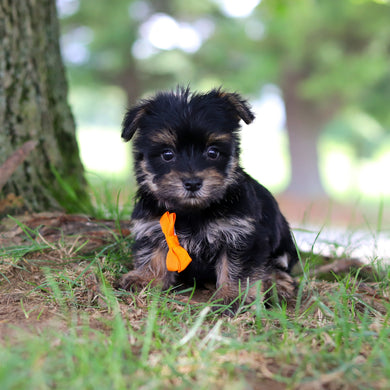 Smokey - Available 7/16