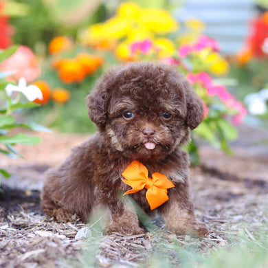 Moki - Available 8/20