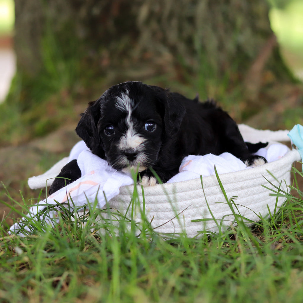 Gaston - Available 8/6