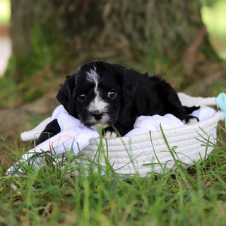 Gaston - Available 8/6