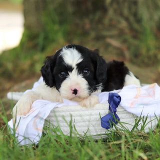 Gustav - Available 8/6