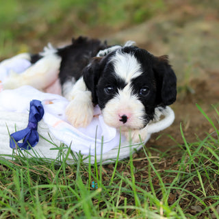 Gustav - Available 8/6