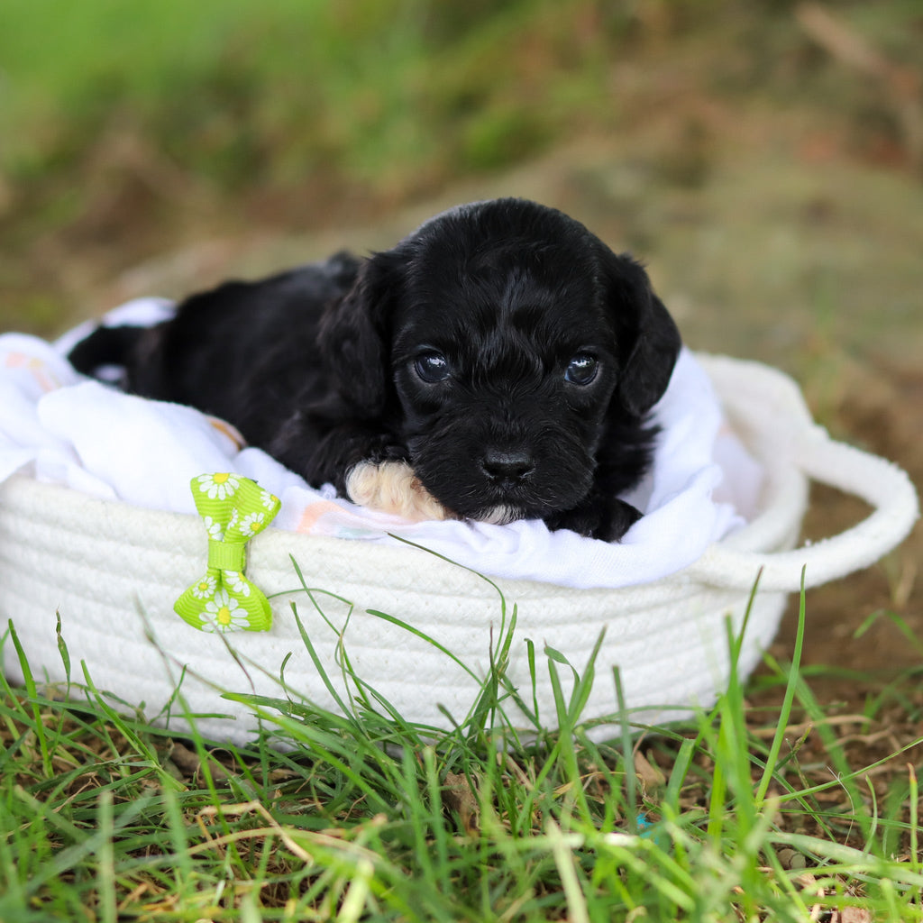 Gilbert - Available 8/6