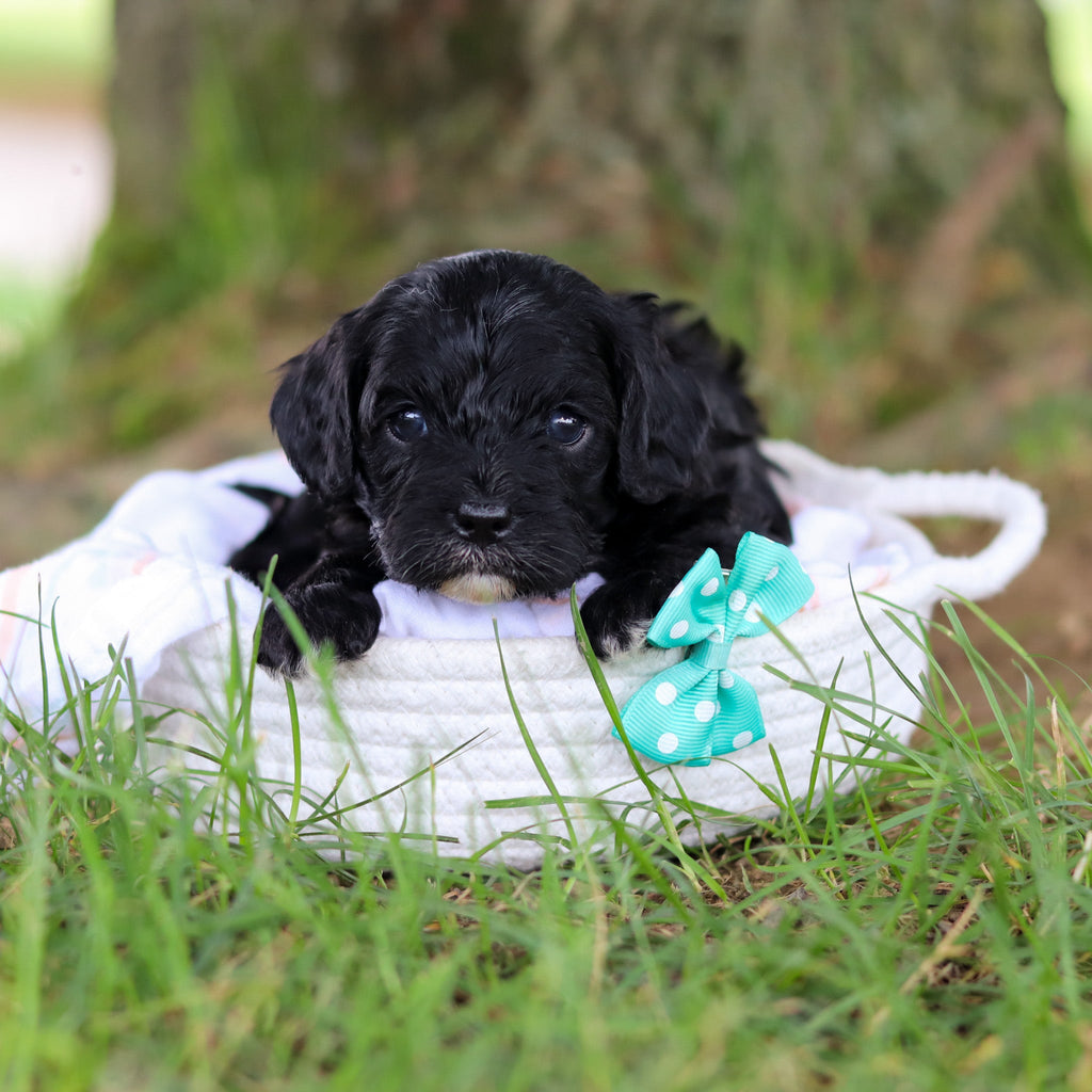 Griffin - Available 8/6
