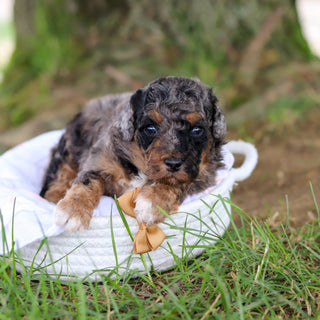 Dice - Available 8/6