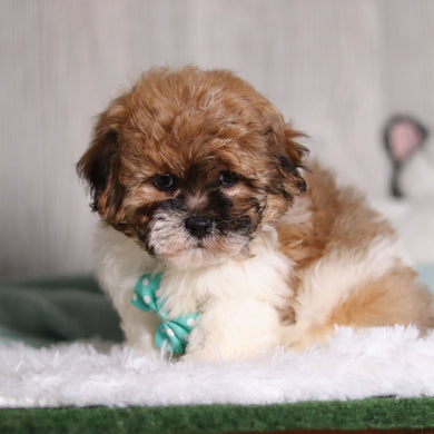 Caden - Available 1/28