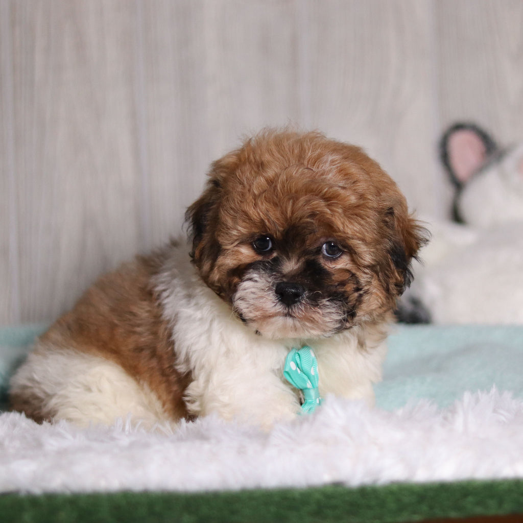 Caden - Available 2/4