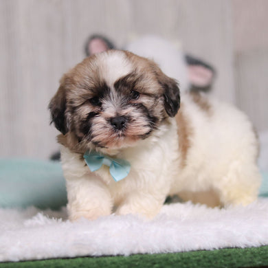 Tristen - Available 1/28