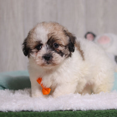 Carl - Available 1/28