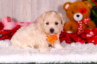 Taz - Available 2/11