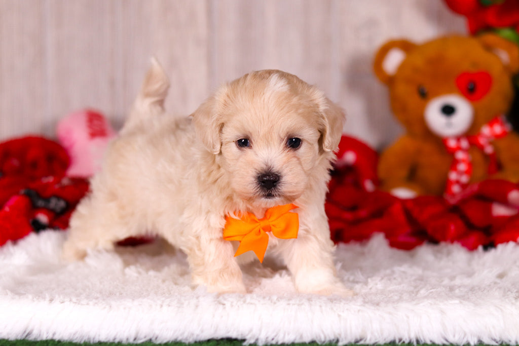 Taz - Available 2/11