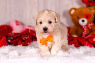 Taz - Available 2/11