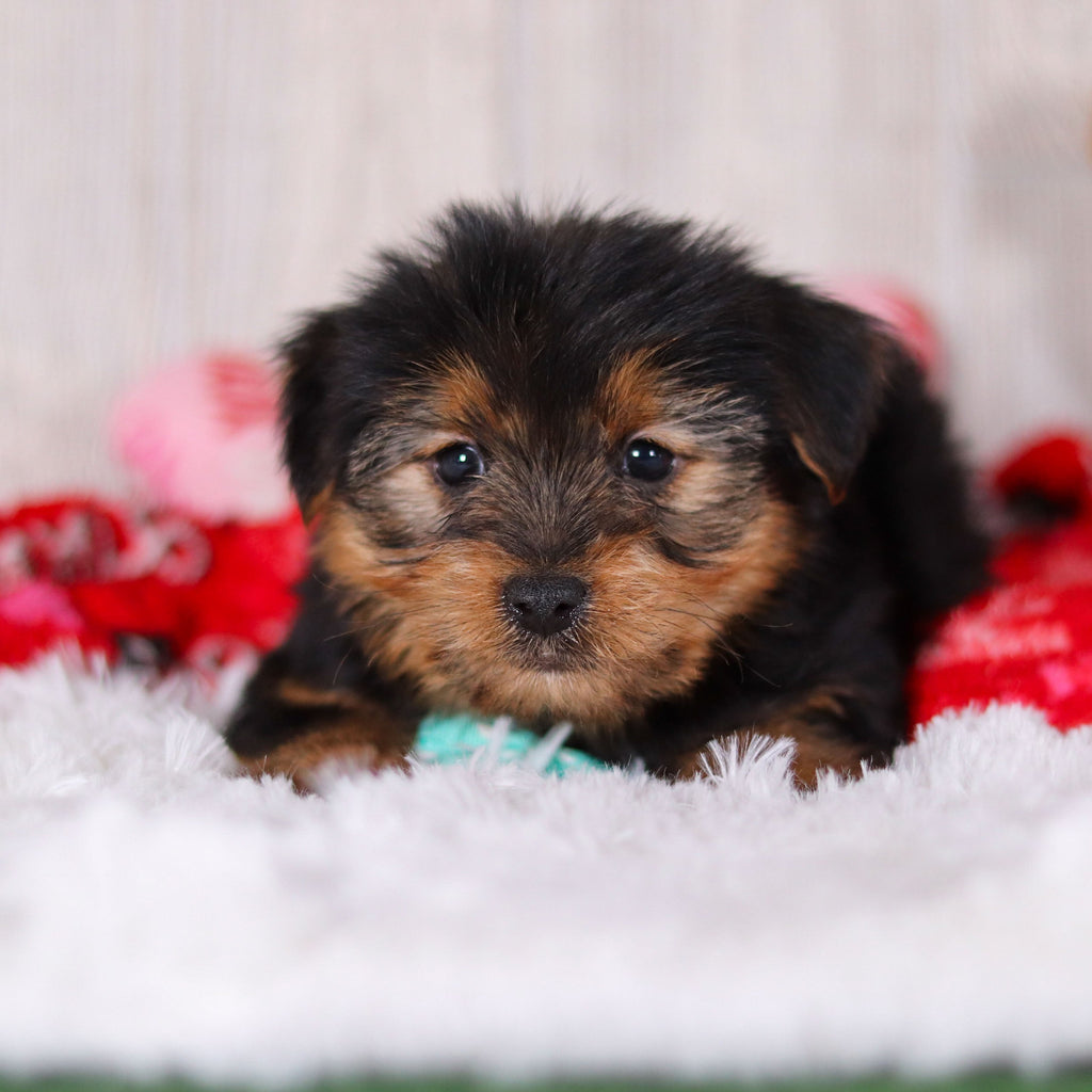 Radar - Available 2/11