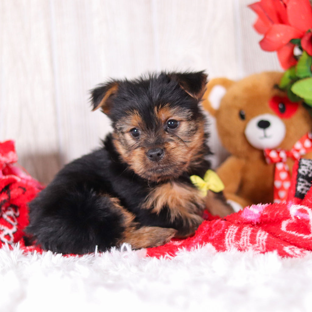 Timmy - Available 2/11