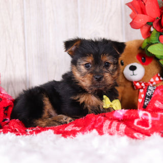 Timmy - Available 2/11