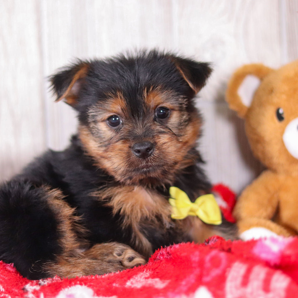 Timmy - Available 2/11