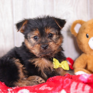 Timmy - Available 2/11