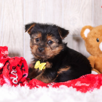 Timmy - Available 2/11