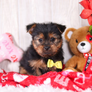 Timmy - Available 2/11